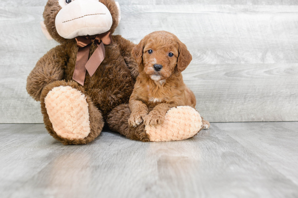 Mini Goldendoodle Pup Being Cute