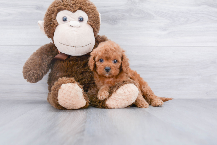 Cavapoo Puppy for Adoption