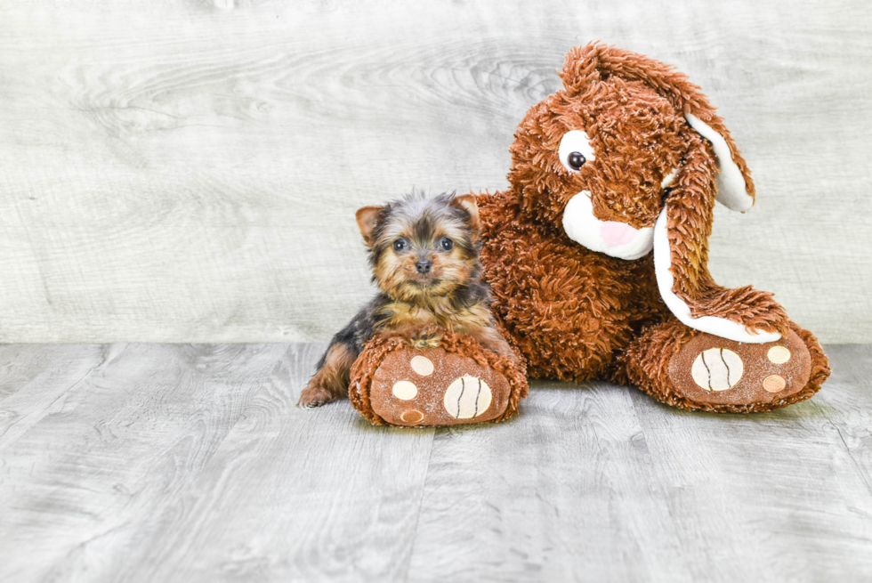 Meet Rebecca - our Yorkshire Terrier Puppy Photo 