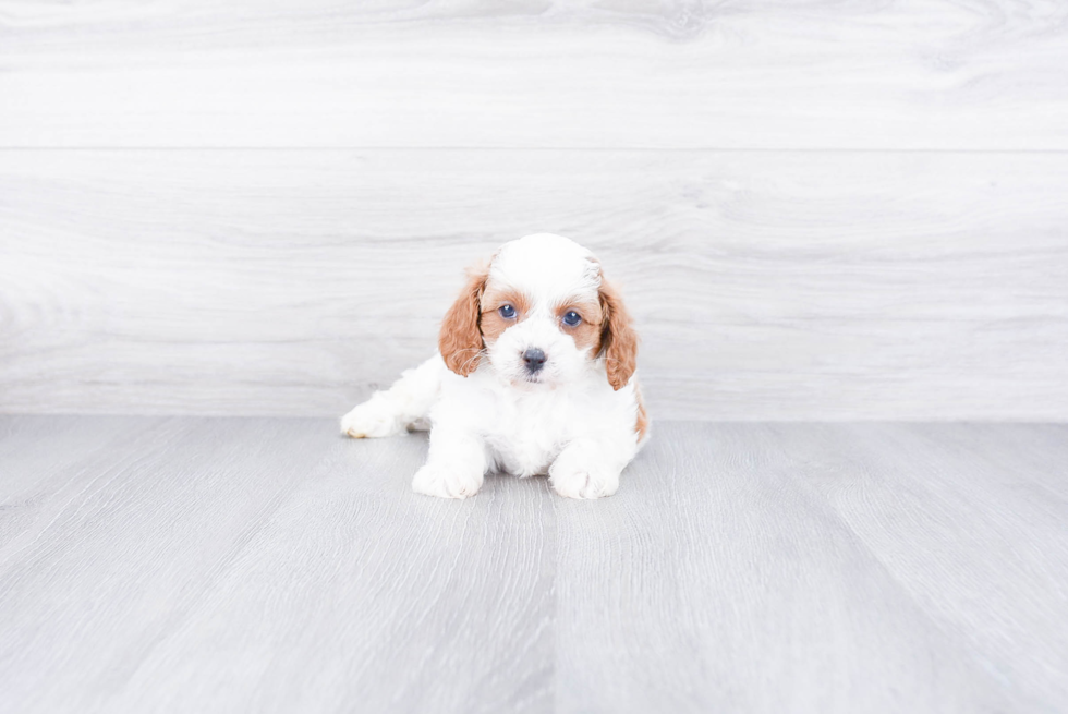 Playful Cavoodle Poodle Mix Puppy