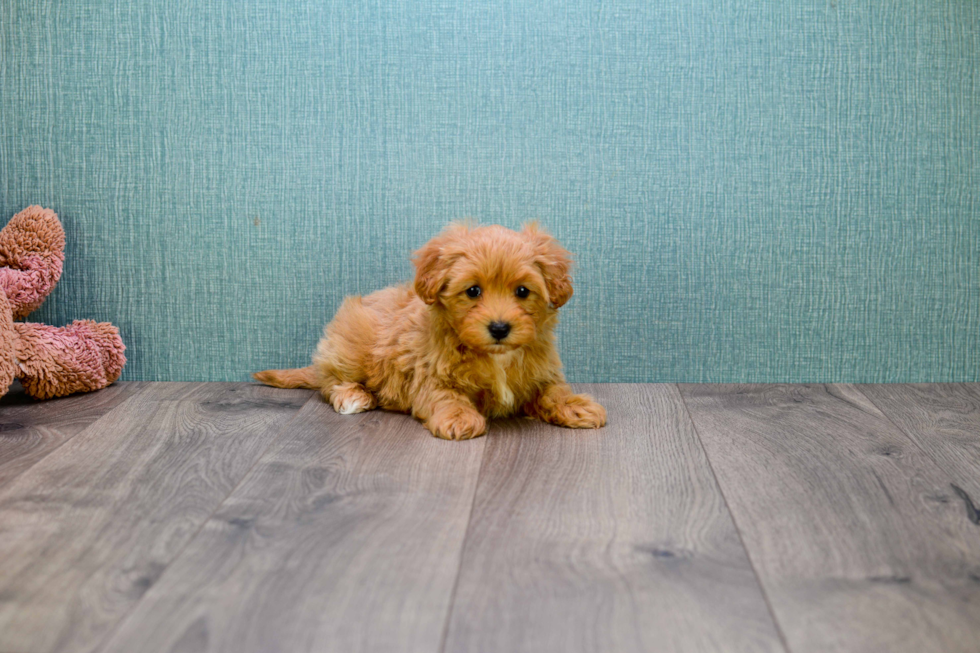 Smart Cavapoo Poodle Mix Pup