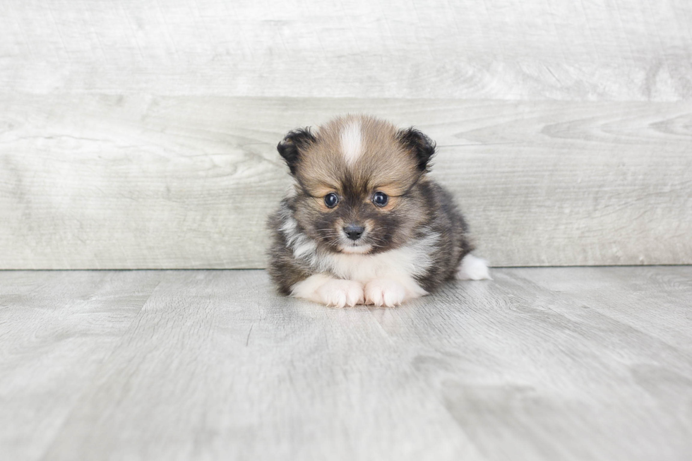 Best Pomeranian Baby