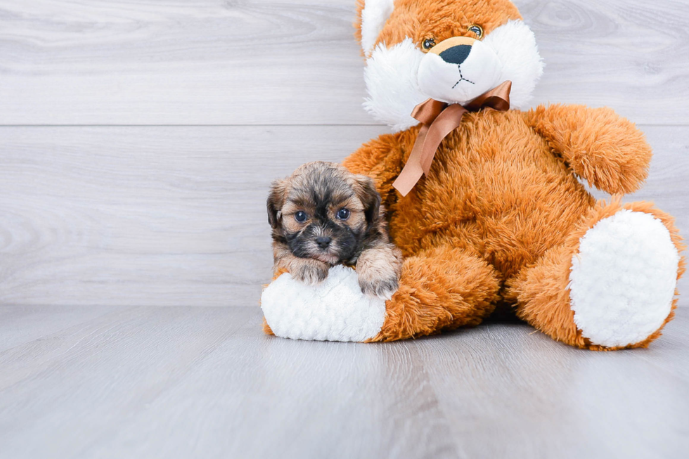 Teddy Bear Pup Being Cute