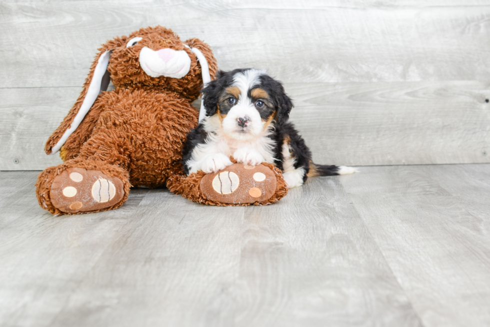 Energetic Mini Berniedoodle Poodle Mix Puppy