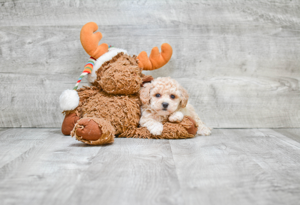 Maltipoo Puppy for Adoption