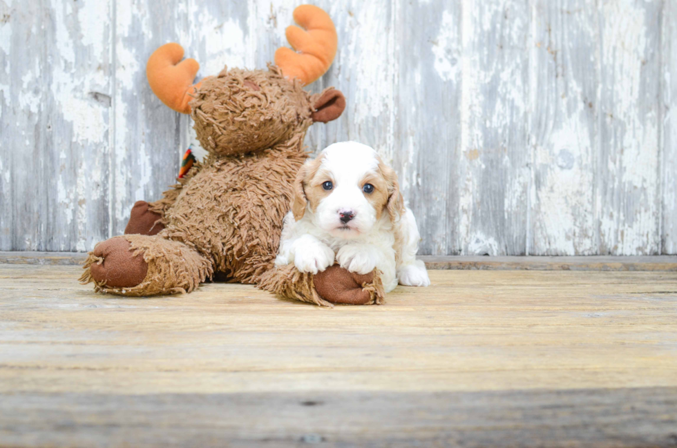 Cavapoo Puppy for Adoption