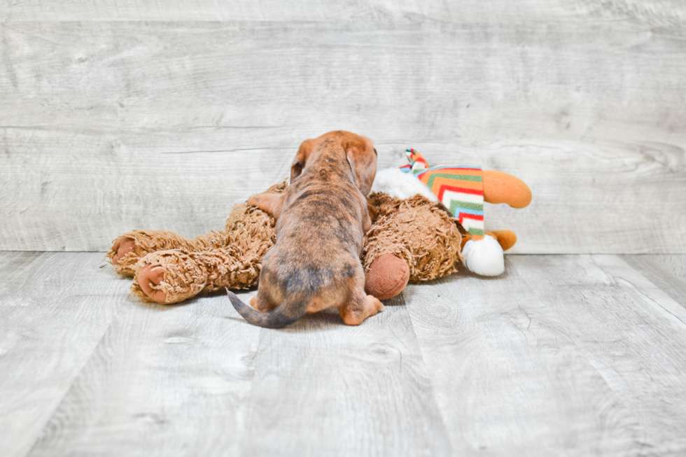 Cute Dachshund Purebred Puppy