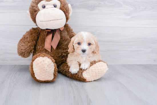 Cute Cavapoo Baby