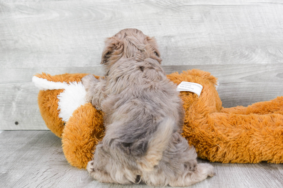 Hypoallergenic Shichon Designer Puppy