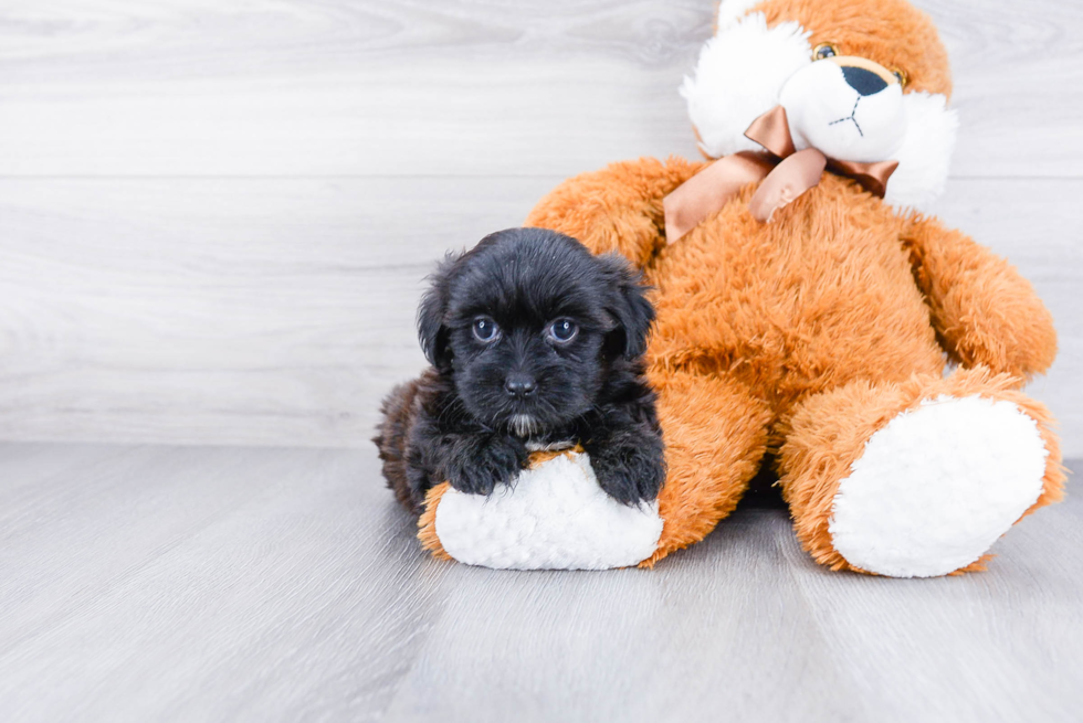 Petite Shorkie Designer Pup