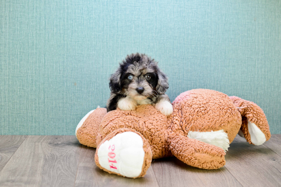 Adorable Yorkie Doodle Poodle Mix Puppy