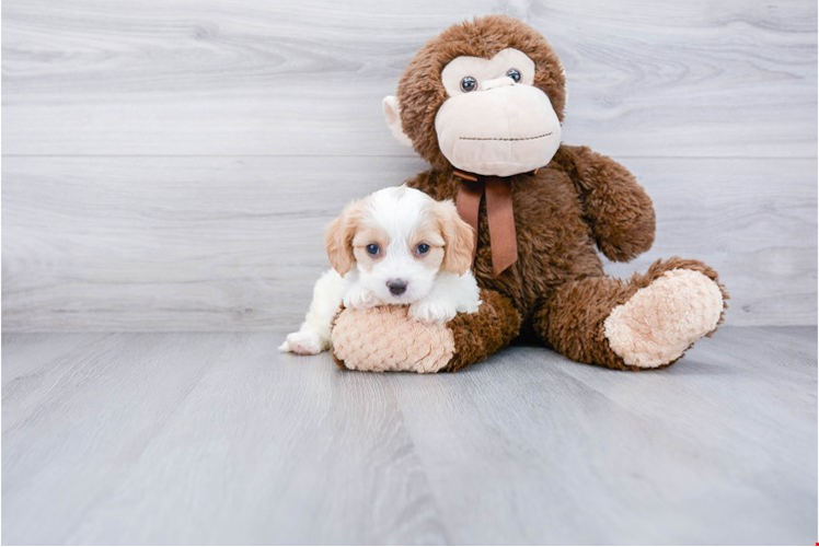Cavachon Pup Being Cute