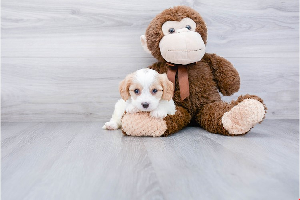 Cavachon Pup Being Cute