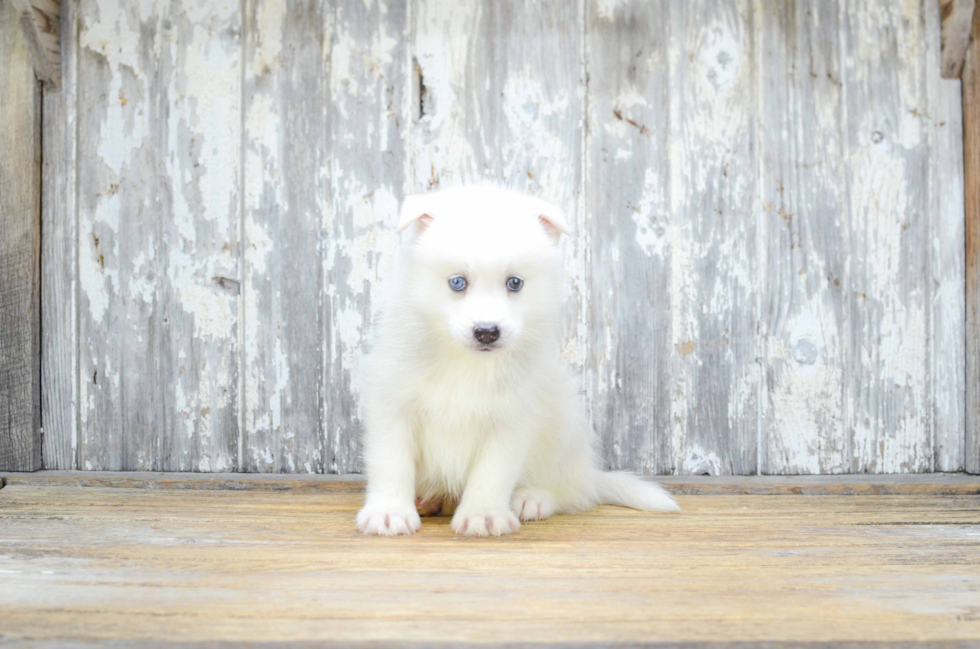 Best Pomsky Baby