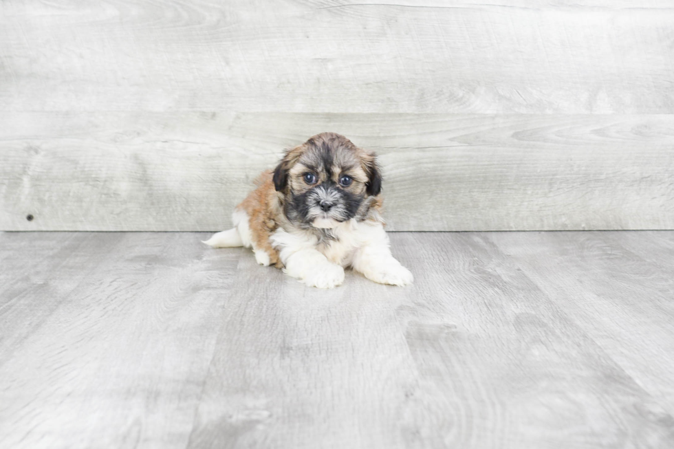 Little Havanese Purebred Pup