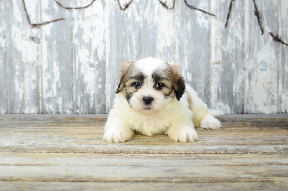 Friendly Teddy Bear Baby