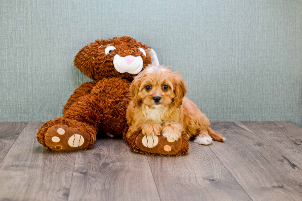 Cavapoo Pup Being Cute