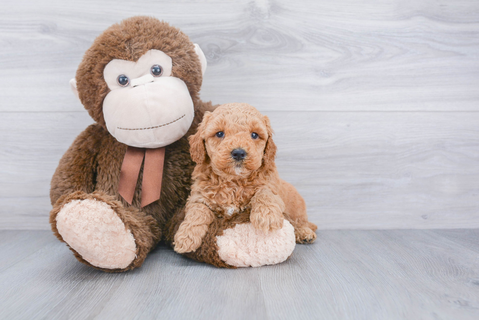 Mini Goldendoodle Pup Being Cute