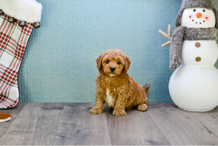 Little Golden Retriever Poodle Mix Puppy