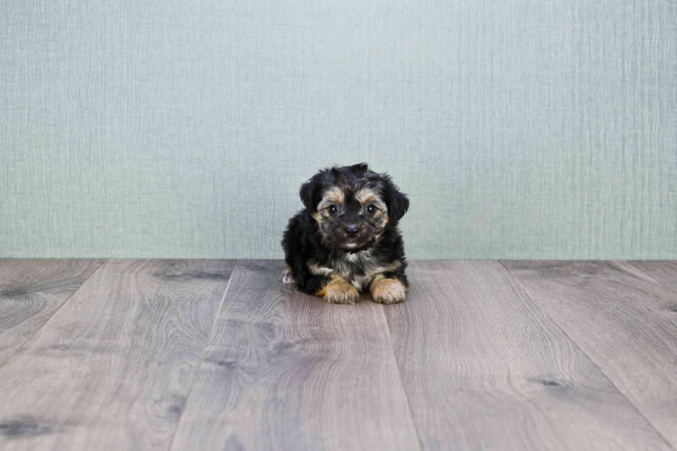 Morkie Puppy for Adoption