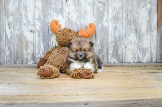 Friendly Pomeranian Baby