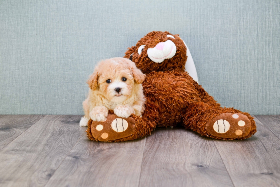 Best Cavapoo Baby