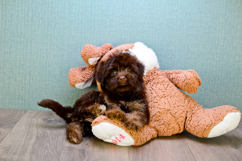 Best Havanese Baby