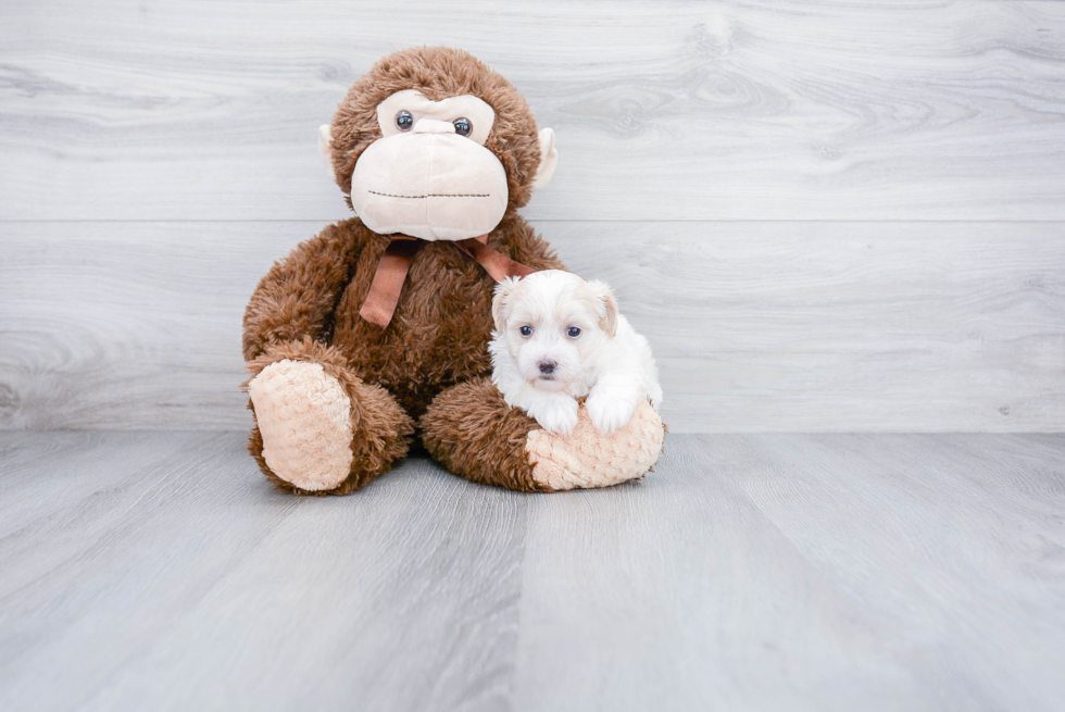 Hypoallergenic Maltepoo Poodle Mix Puppy