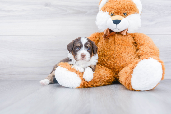 Friendly Mini Bernedoodle Baby