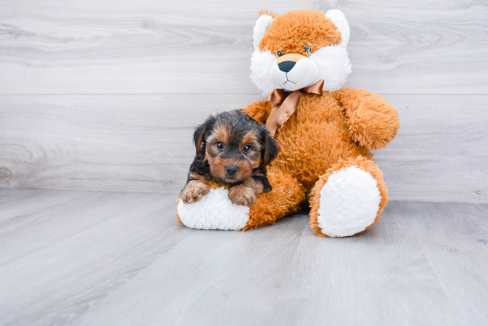 Meet Jenkins - our Yorkshire Terrier Puppy Photo 