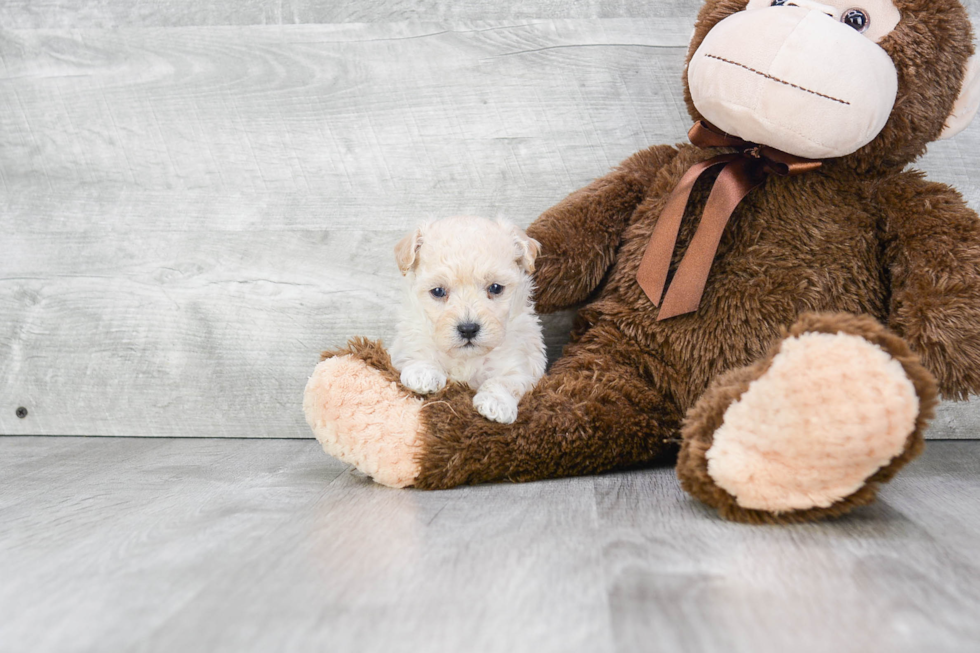 Smart Maltipoo Poodle Mix Pup