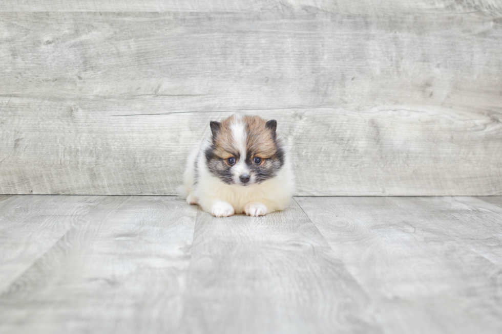 Small Pomeranian Purebred Pup