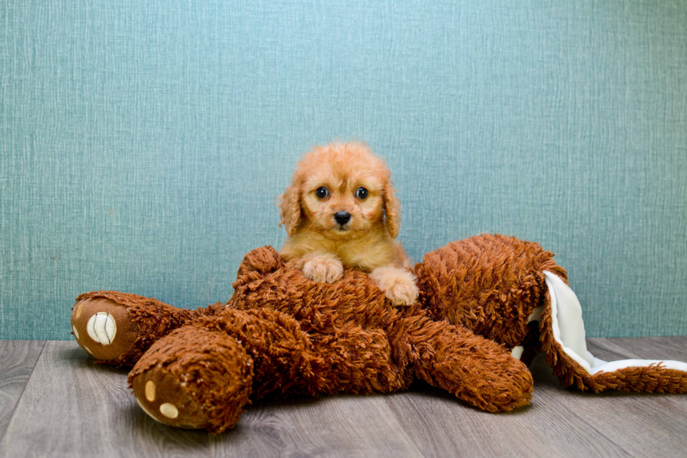 Cavapoo Puppy for Adoption