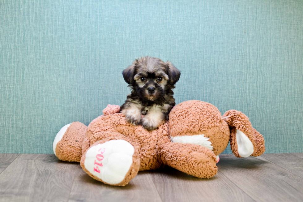 Best Havanese Baby