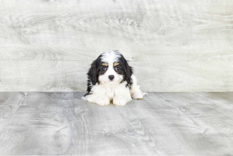 Cute Cavachon Baby