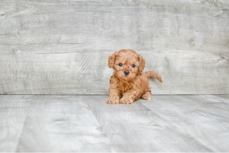 Cavapoo Puppy for Adoption