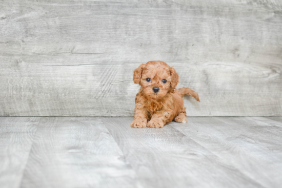 Cavapoo Puppy for Adoption