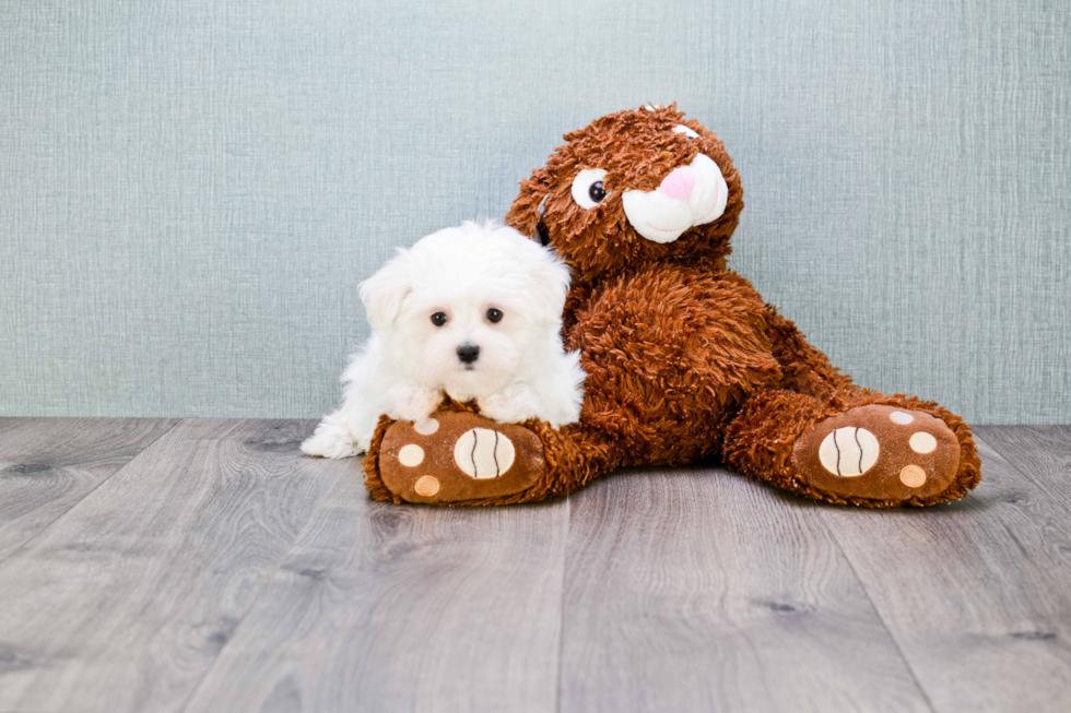 Maltese Puppy for Adoption