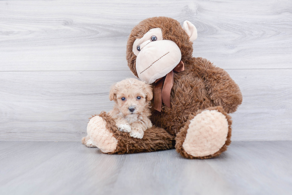 Best Maltipoo Baby