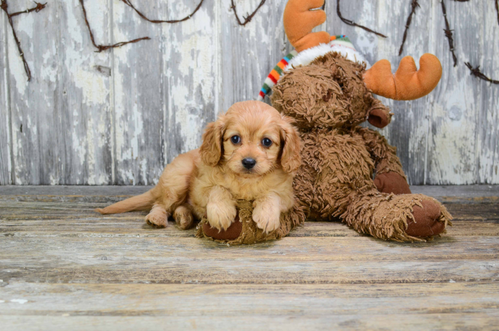 Cavapoo Puppy for Adoption