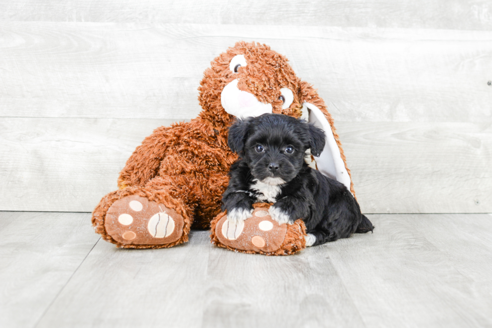 Energetic Yorkie Designer Puppy