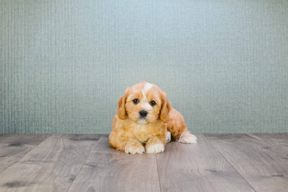 Friendly Cavapoo Baby