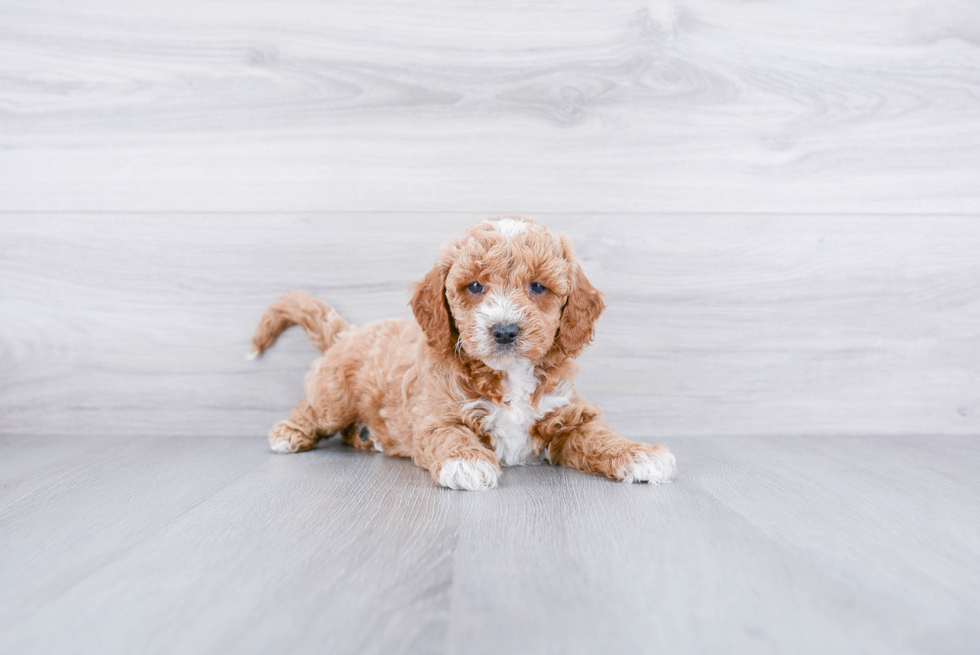 Mini Goldendoodle Puppy for Adoption