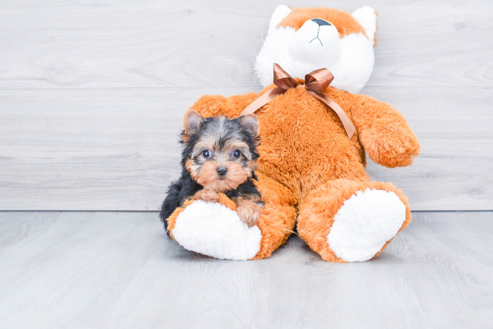 Meet Sebastian - our Yorkshire Terrier Puppy Photo 