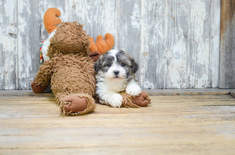 Teddy Bear Puppy for Adoption