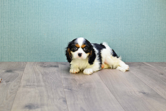 Cavalier King Charles Spaniel Puppy for Adoption