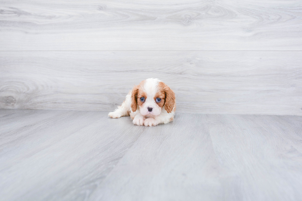 Cavalier King Charles Spaniel Pup Being Cute