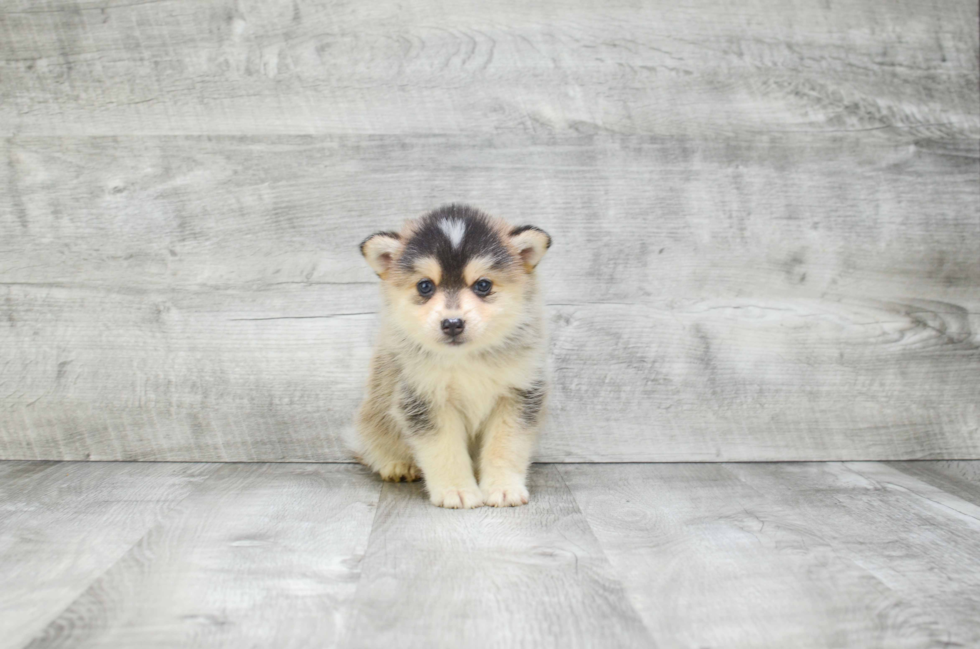 Hypoallergenic Mini Husky Designer Puppy