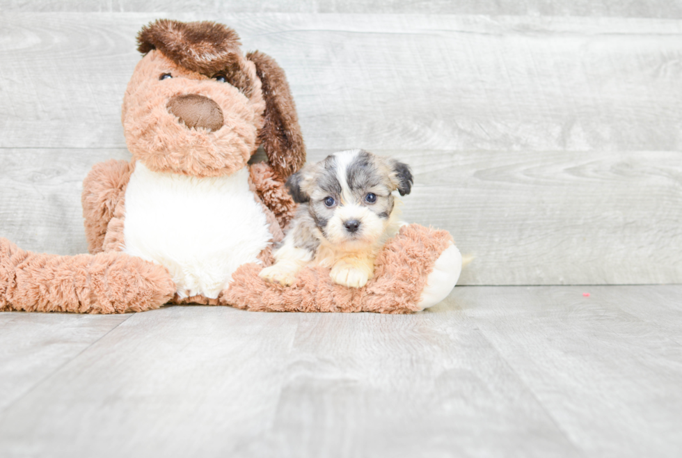 Hypoallergenic Shi Chon Designer Puppy