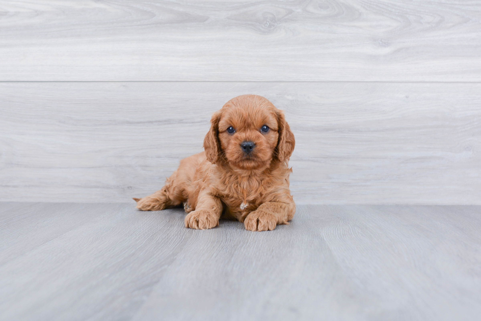 Cute Cavapoo Baby